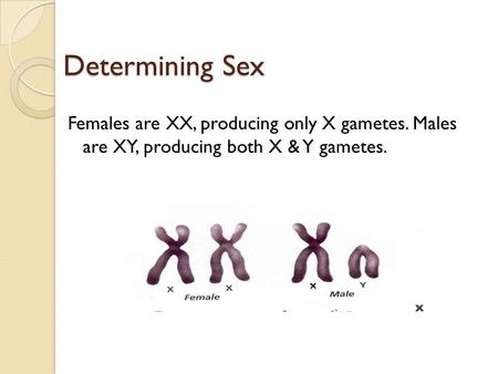 Determining Sex Females are XX, producing only X gametes. Males are XY, producing both X & Y gametes.