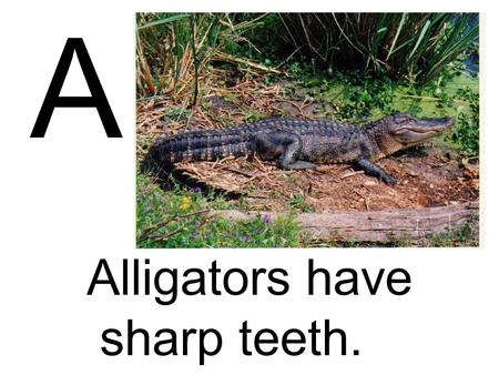 Alligators have sharp teeth. A B is for bee and bees have stingers. B.