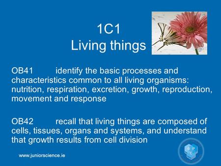 Www.juniorscience.ie 1C1 Living things OB41identify the basic processes and characteristics common to all living organisms: nutrition, respiration, excretion,