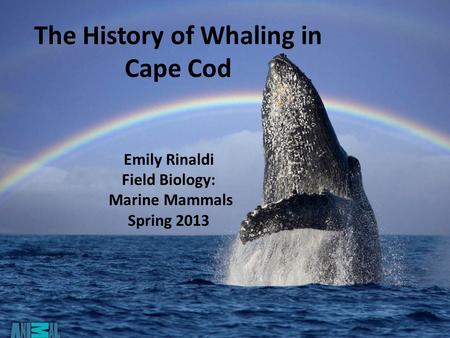 The History of Whaling in Cape Cod Emily Rinaldi Field Biology: Marine Mammals Spring 2013.