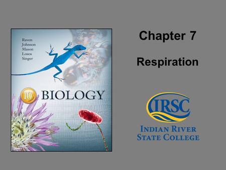 Chapter 7 Respiration. 2 Organisms can be classified based on how they obtain energy: –Autotrophs Able to produce their own organic molecules through.