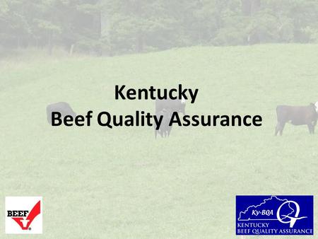 Kentucky Beef Quality Assurance. Why practice Beef Quality Assurance principles? To ensure that your cattle are managed in a manner that will result.