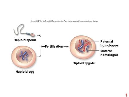 Haploid sperm Paternal homologue Fertilization Maternal homologue