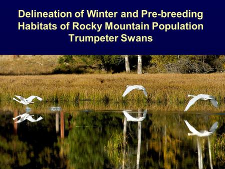 Delineation of Winter and Pre-breeding Habitats of Rocky Mountain Population Trumpeter Swans.