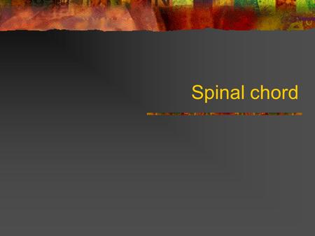 Spinal chord.