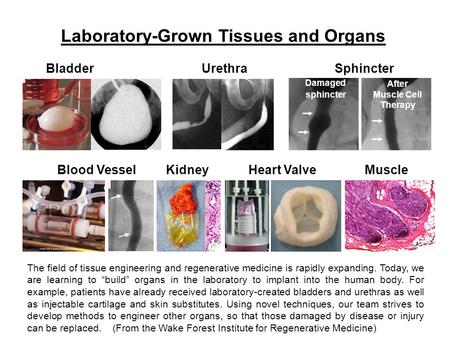Laboratory-Grown Tissues and Organs