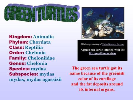 The green sea turtle got its name because of the greenish color of its cartilage and the fat deposits around its internal organs. Kingdom: Animalia Phylum: