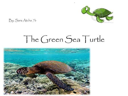 The Green Sea Turtle e By: Sara Atcha 7b. Habitat Green sea turtles move across three habitats, depending on their stage in life. They lay eggs on beaches.