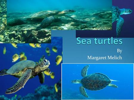 By Margaret Melich.  Sea turtles are reptiles.  Their face is about the size of two golf balls.  Their face and fins look like they have green tiles.