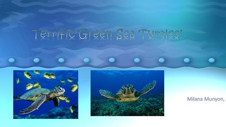 Terrific Green Sea Turtles!