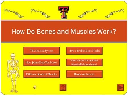 How Do Bones and Muscles Work?
