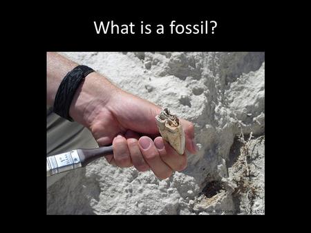 What is a fossil? https://www.flickr.com/photos/npca/522 6399023.