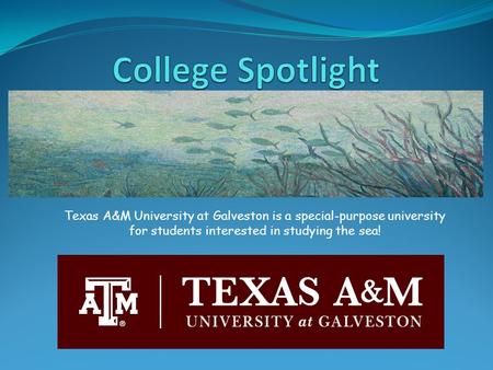 Texas A&M University at Galveston is a special-purpose university for students interested in studying the sea!