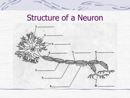 Structure of a Neuron. 1. cell body 2. nucleus 3. dendrites 4. axon 5. Schwann cell nucleus 6. myelin sheath 7. node of Ranvier 8. Schwann cell 9. terminal.