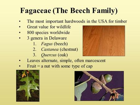 Fagaceae (The Beech Family) The most important hardwoods in the USA for timber Great value for wildlife 800 species worldwide 3 genera in Delaware 1. Fagus.