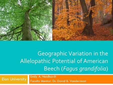 Geographic Variation in the Allelopathic Potential of American Beech (Fagus grandifolia) Emily A. Neidhardt Faculty Mentor: Dr. David B. Vandermast Elon.