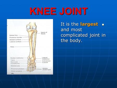 KNEE JOINT It is the largest and most complicated joint in the body.