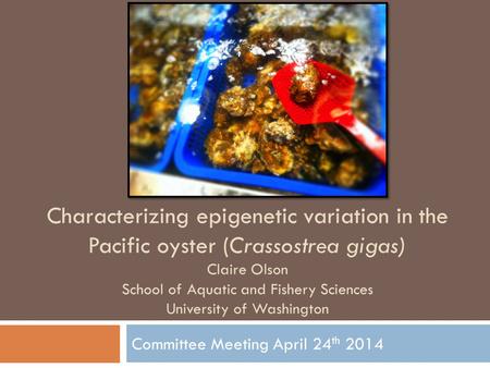 Committee Meeting April 24 th 2014 Characterizing epigenetic variation in the Pacific oyster (Crassostrea gigas) Claire Olson School of Aquatic and Fishery.