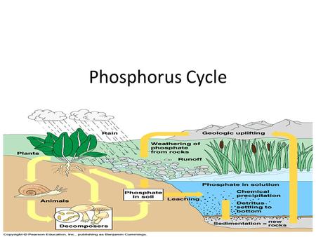 Phosphorus Cycle.