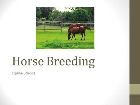 Horse Breeding Equine Science. Horses… Are spring and summer breeders (long day) – April – June Puberty: Mares and Stallions – 12-15 months, don’t breed.