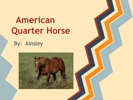 American Quarter Horse By: Ainsley. Quater horses originated in the late 1700's. They were brought to the southeast United States by Spanish conquistadors.