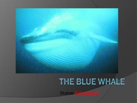 The Blue Whale Status: Endangered.