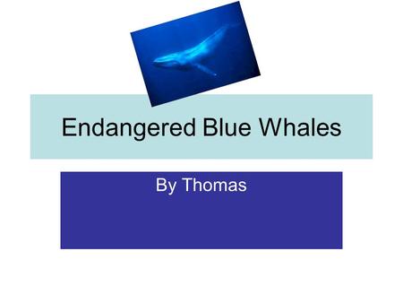 Endangered Blue Whales By Thomas. Introduction Blue Whales Are an Endangered species along with albatrosses, penguins, and turtles. So There are only.