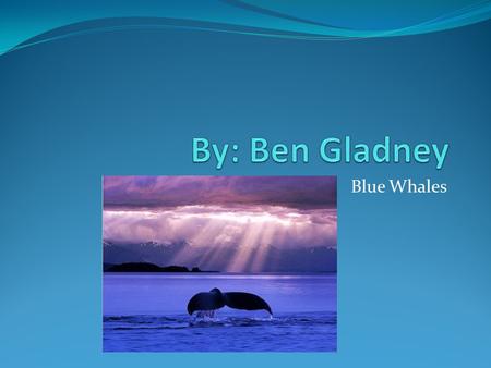 Blue Whales. Basic Facts Blue whales are mammals. Blue whales typically lives for 5-10 years. Blue whales size is 80-100 feet. Blue whales are blue and.