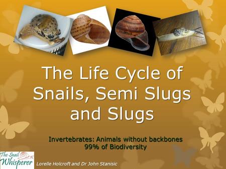 The Life Cycle of Snails, Semi Slugs and Slugs