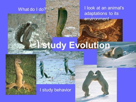What do I do? I study behavior I look at an animal’s adaptations to its environment I study Evolution.
