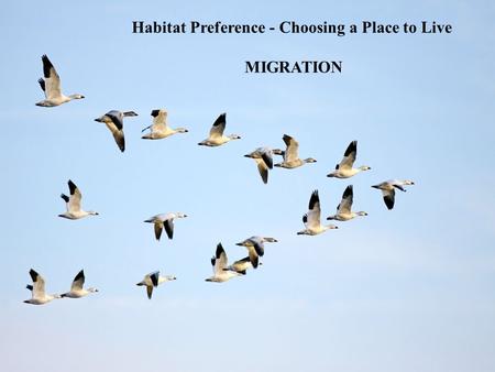 Habitat Preference - Choosing a Place to Live MIGRATION.