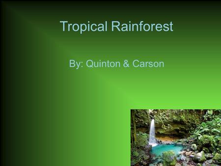 Tropical Rainforest By: Quinton & Carson. Animals in the Rainforest A three-striped poison dart Pond lives in the Rainforest. A Male Mandrill lives in.