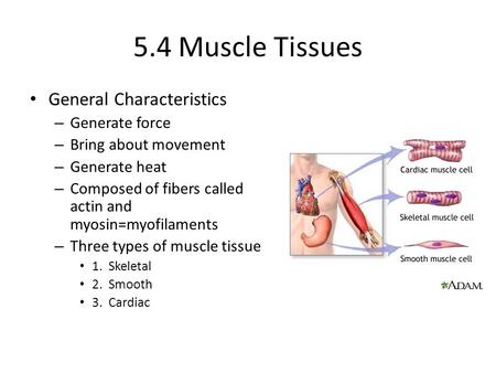 5.4 Muscle Tissues General Characteristics Generate force