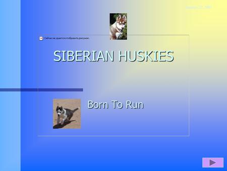 SIBERIAN HUSKIES Born To Run January 22, 2005 FACTS n Purebred Dog n Black/Grey and white, red coloring n About 30-60 pounds n Originally developed as.