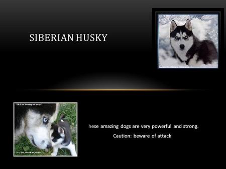 These amazing dogs are very powerful and strong. Caution: beware of attack SIBERIAN HUSKY.