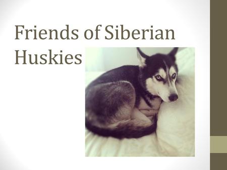 Friends of Siberian Huskies. What is Friends of Siberian Huskies? An organization, based in Ames, IA, is dedicated to rescue and adoption of abused and/or.