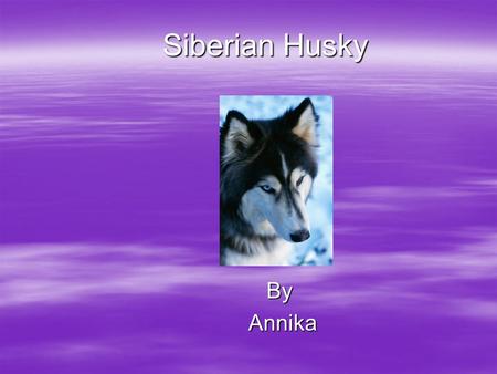 Siberian Husky By Annika Annika Mammal  It gives birth to live babies.  It has fur.  It breaths air and it has lungs.