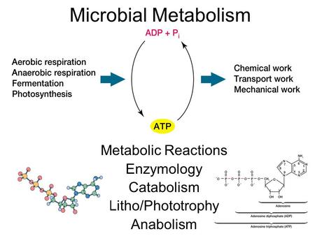 Metabolic Reactions Enzymology Catabolism Litho/Phototrophy Anabolism Microbial Metabolism.