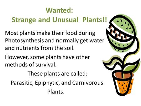Wanted: Strange and Unusual Plants!! Most plants make their food during Photosynthesis and normally get water and nutrients from the soil. However, some.