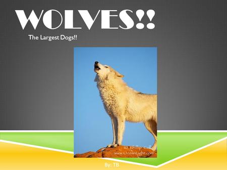 WOLVES!! The Largest Dogs!! By: TB. INTRODUCTION  Scientific name for wolf is canis lupus.  Largest member of the dog family.  There is really only.
