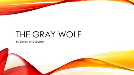 THE GRAY WOLF By Dolan and lauren. THE GRAY WOLF Slide 1: Introductory Paragraph Slide 2: Anatomy/Physical Description Slide 3 : Facts Slide 4 : Diet/Food.