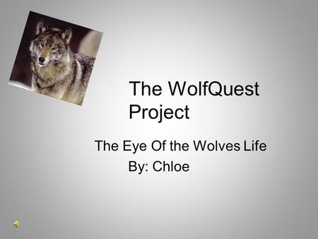 The WolfQuest Project The Eye Of the Wolves Life By: Chloe.