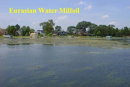 Eurasian Water Milfoil. Presentation Topics  Chapter 1 Functions and Benefits of Native Aquatic Plants  Chapter 2 History and Impacts of Eurasian Watermilfoil.