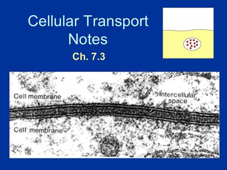 Cellular Transport Notes