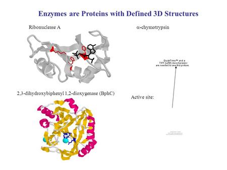 Enzymes are Proteins with Defined 3D Structures Ribonuclease A 2,3-dihydroxybiphenyl 1,2-dioxygenase (BphC)  -chymotrypsin Active site: