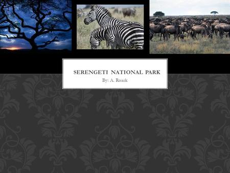By: A. Roark. Serengeti National Park is undoubtedly the best-known wildlife sanctuary in the world. With more than two million Wildebeest, Half a million.