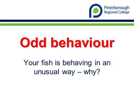 Odd behaviour Your fish is behaving in an unusual way – why?