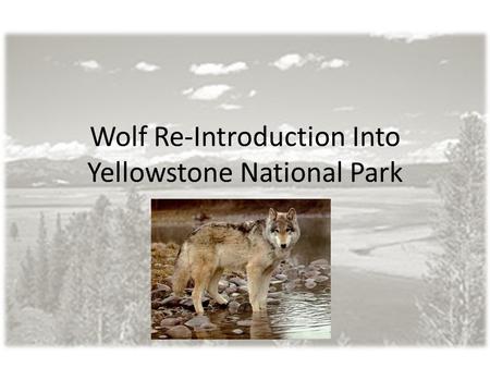 Wolf Re-Introduction Into Yellowstone National Park.