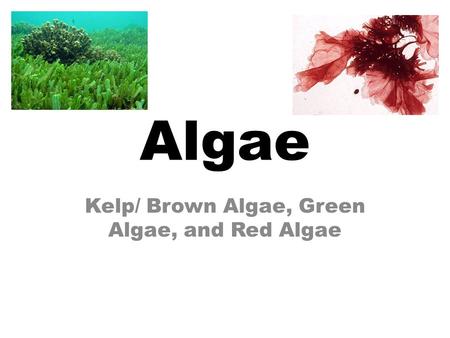 Algae Kelp/ Brown Algae, Green Algae, and Red Algae.
