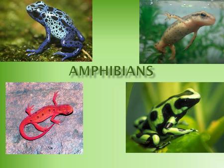  Earliest known amphibians evolved from the lobe-finned fish 400 million years ago.  The lobe-finned fish had strong fins the eventually turned into.
